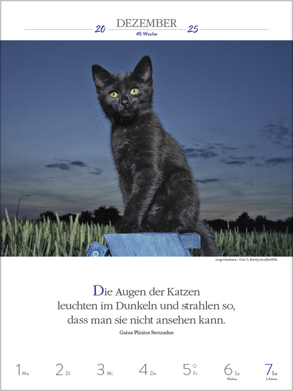 Bild: 9783731877226 | Literaturkalender Katzen 2025 | Korsch Verlag | Kalender | 54 S.