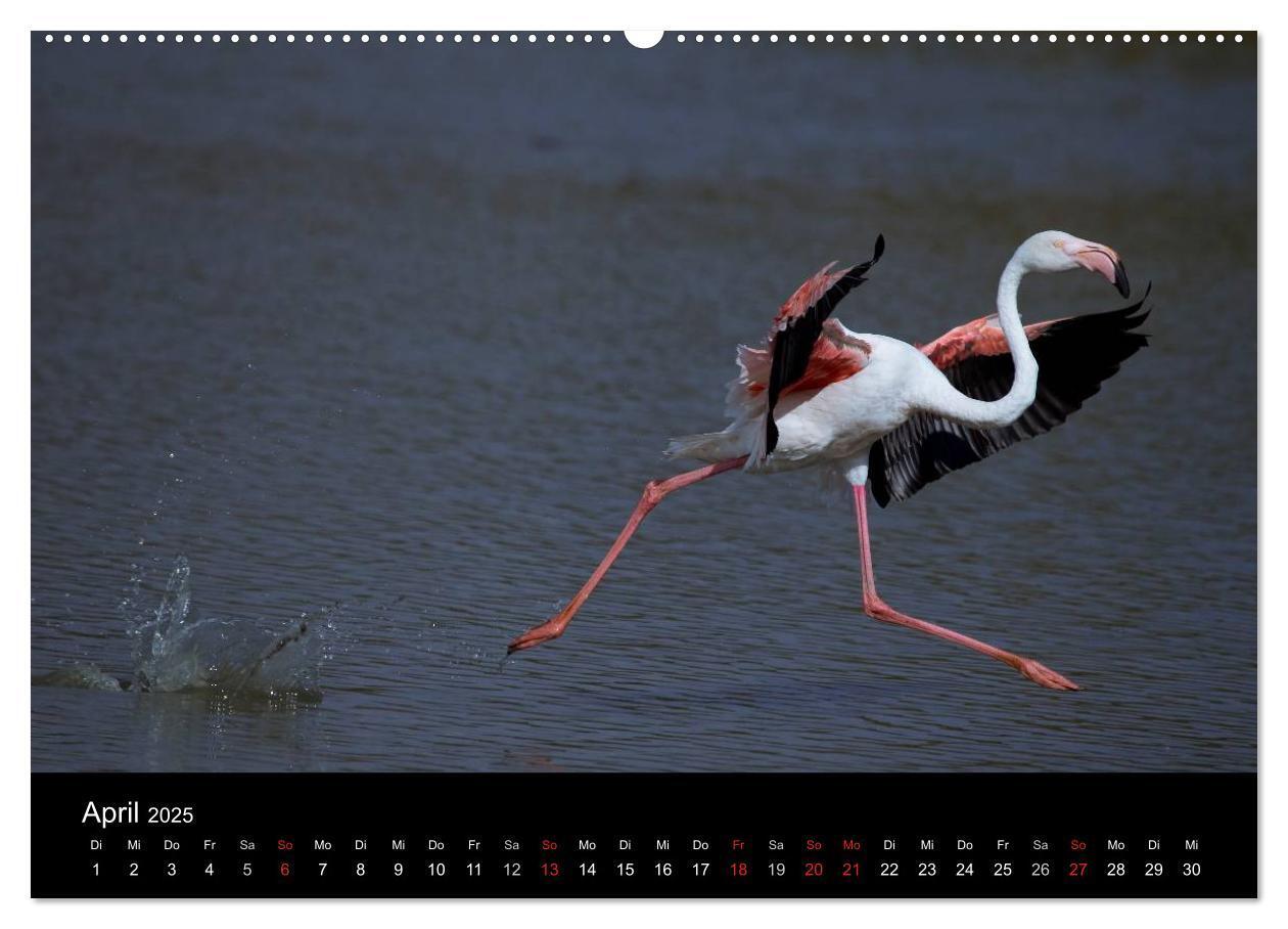 Bild: 9783435674473 | Flamingos der Camargue 2025 (Wandkalender 2025 DIN A2 quer),...