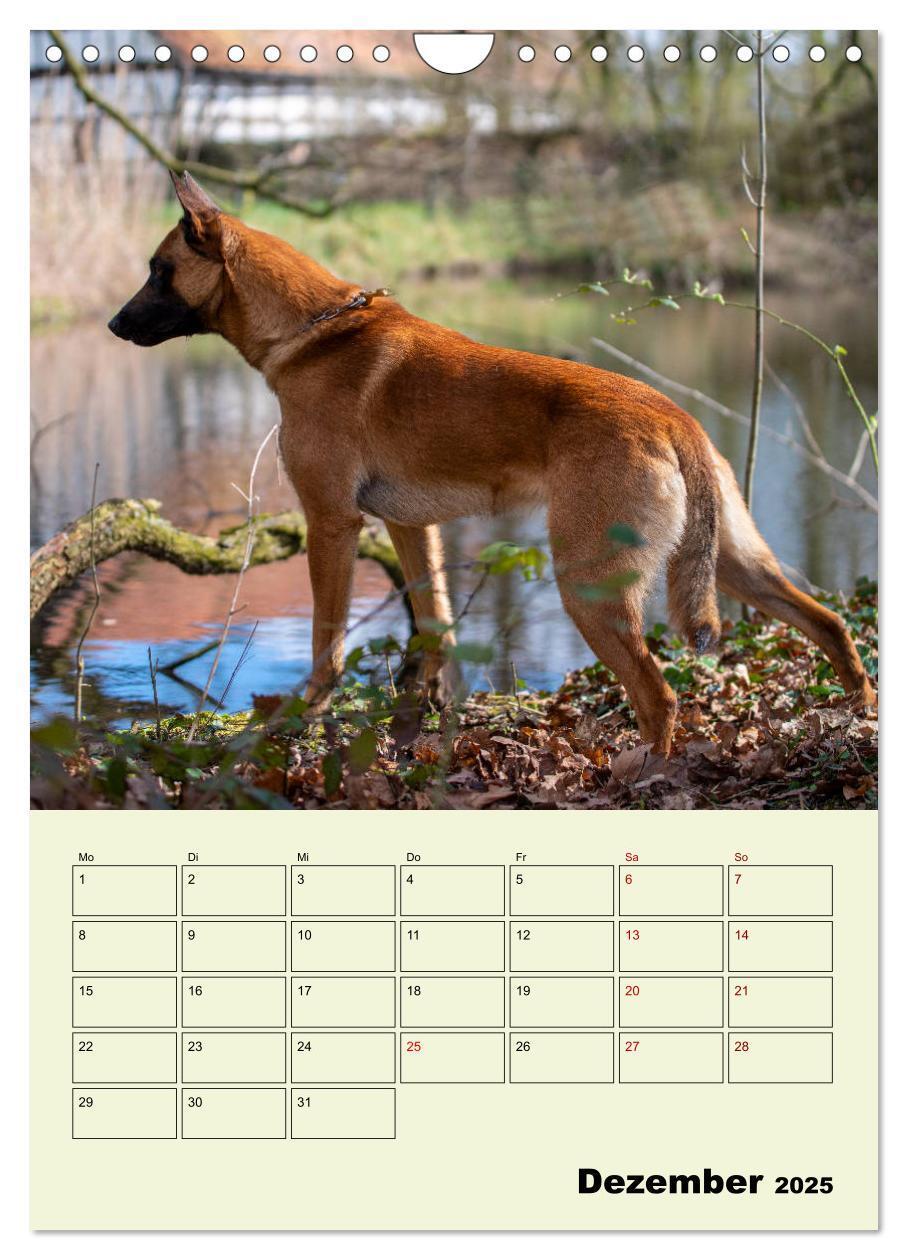 Bild: 9783435947447 | Malinois verlässliche Begleiter (Wandkalender 2025 DIN A4 hoch),...