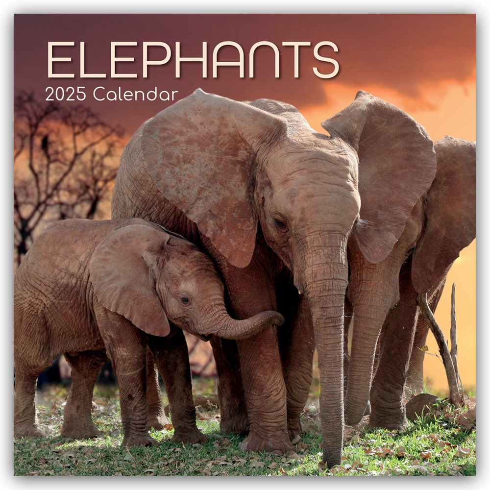 Cover: 9781835360361 | Elephants - Elefanten 2025 - 16-Monatskalender | Ltd | Kalender | 2025