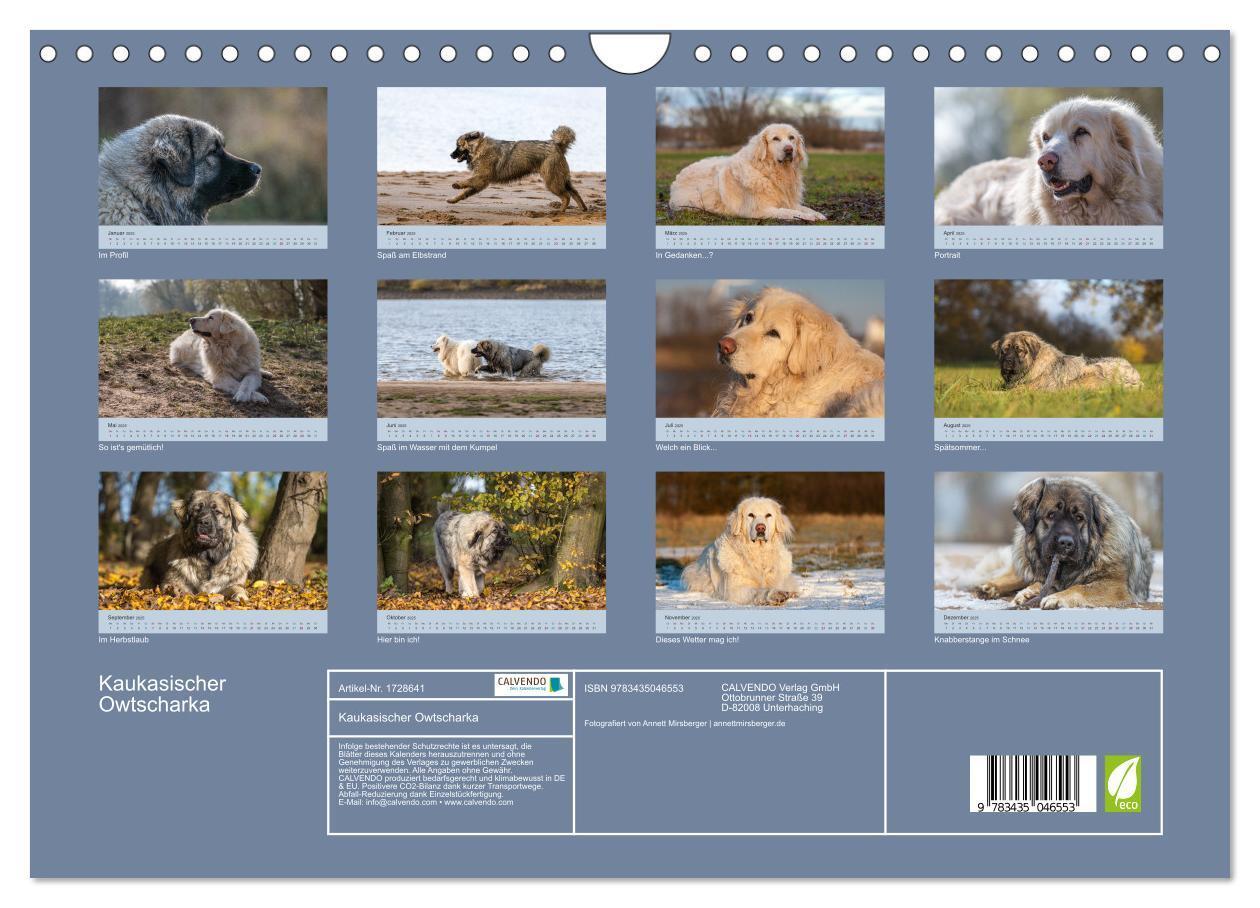 Bild: 9783435046553 | Kaukasischer Owtscharka (Wandkalender 2025 DIN A4 quer), CALVENDO...