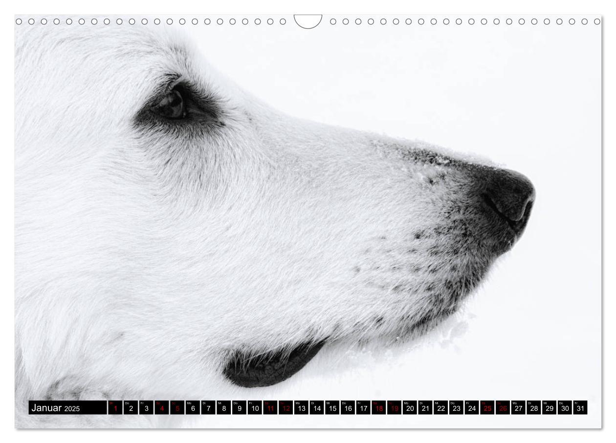 Bild: 9783435415427 | Weiße Schäferhunde in schönen Landschaften (Wandkalender 2025 DIN...