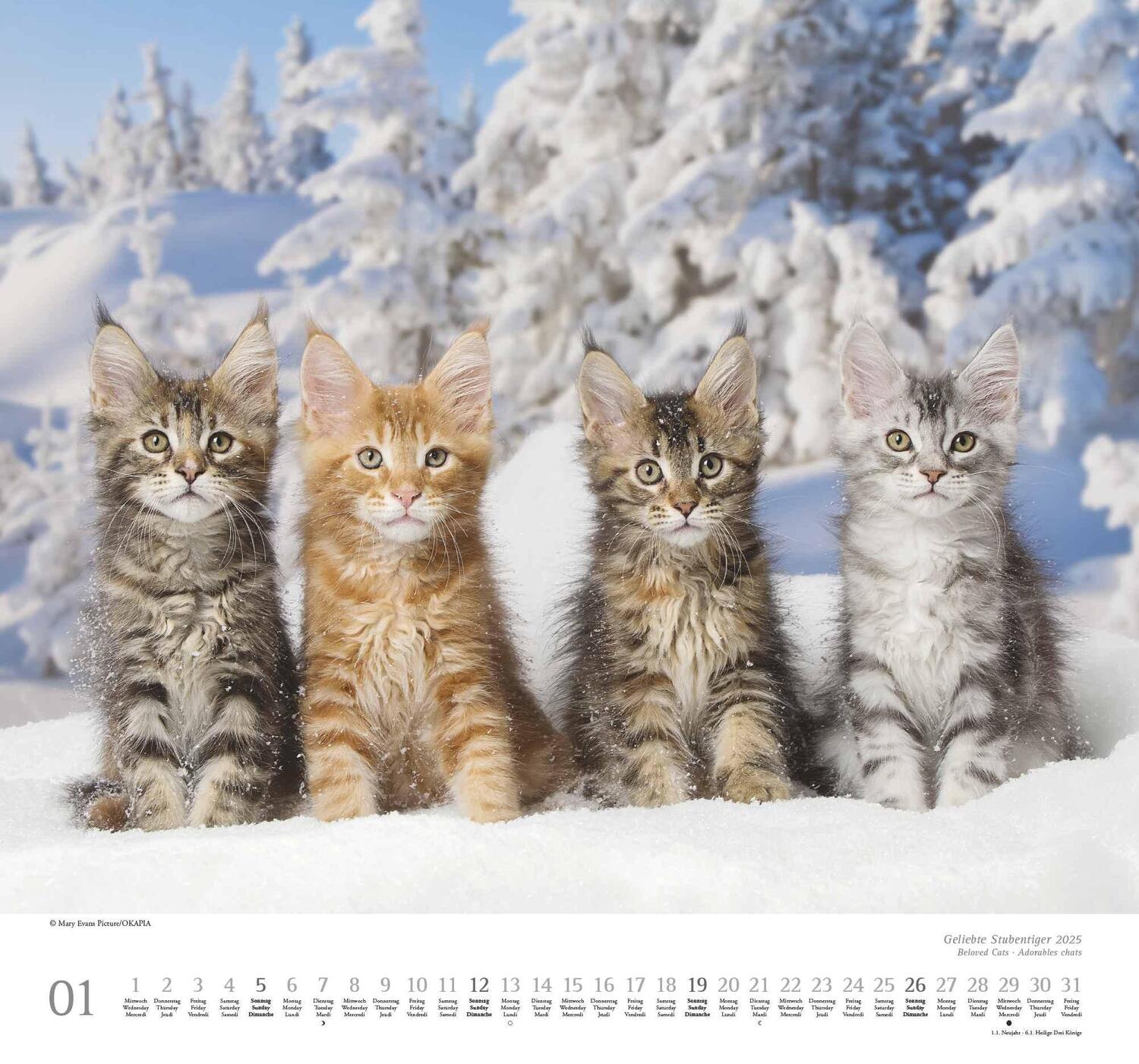 Bild: 4250809652498 | Geliebte Stubentiger 2025 - DUMONT Wandkalender - mit den...