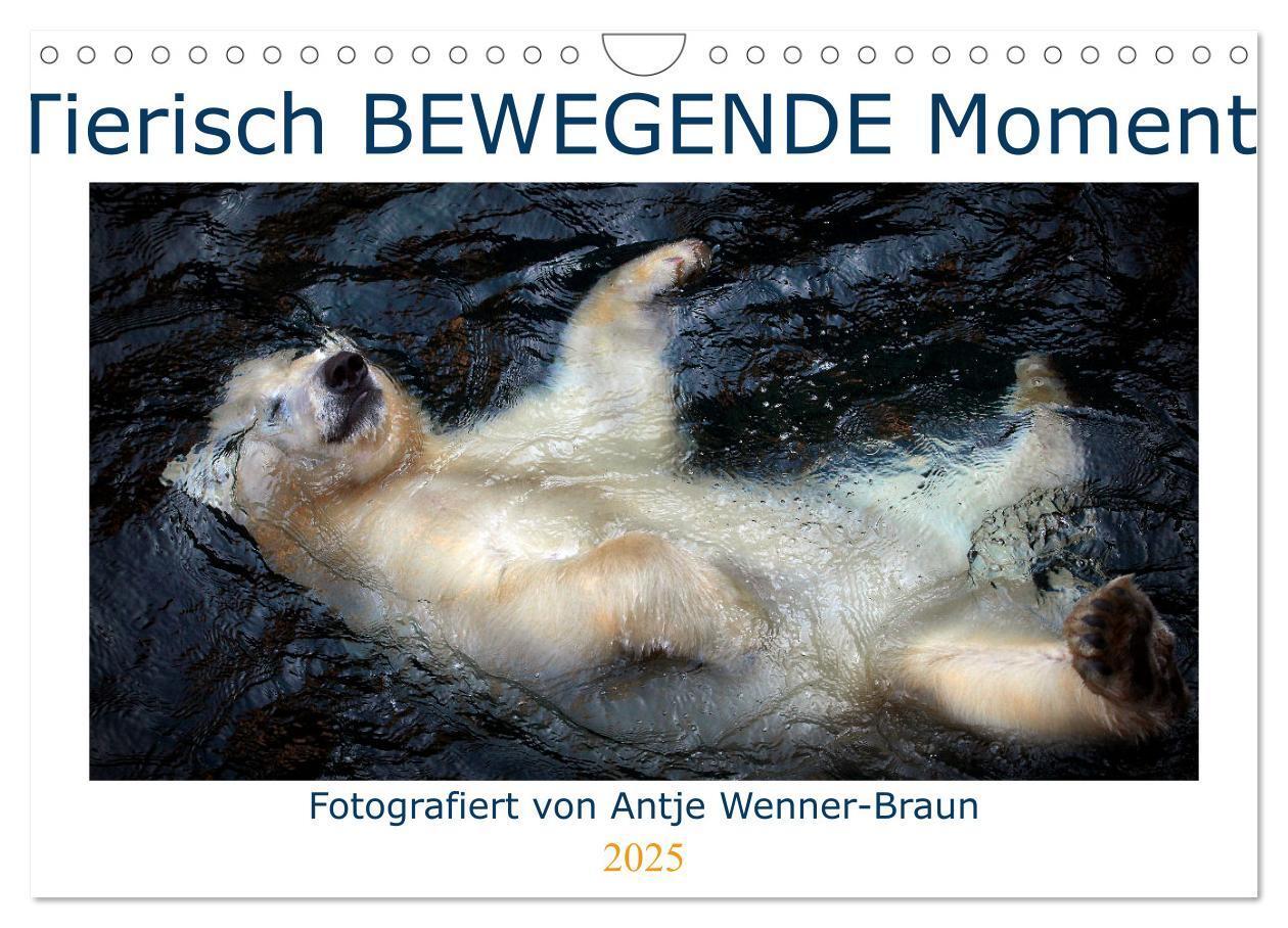 Cover: 9783435104833 | Tierisch BEWEGENDE Momente (Wandkalender 2025 DIN A4 quer),...