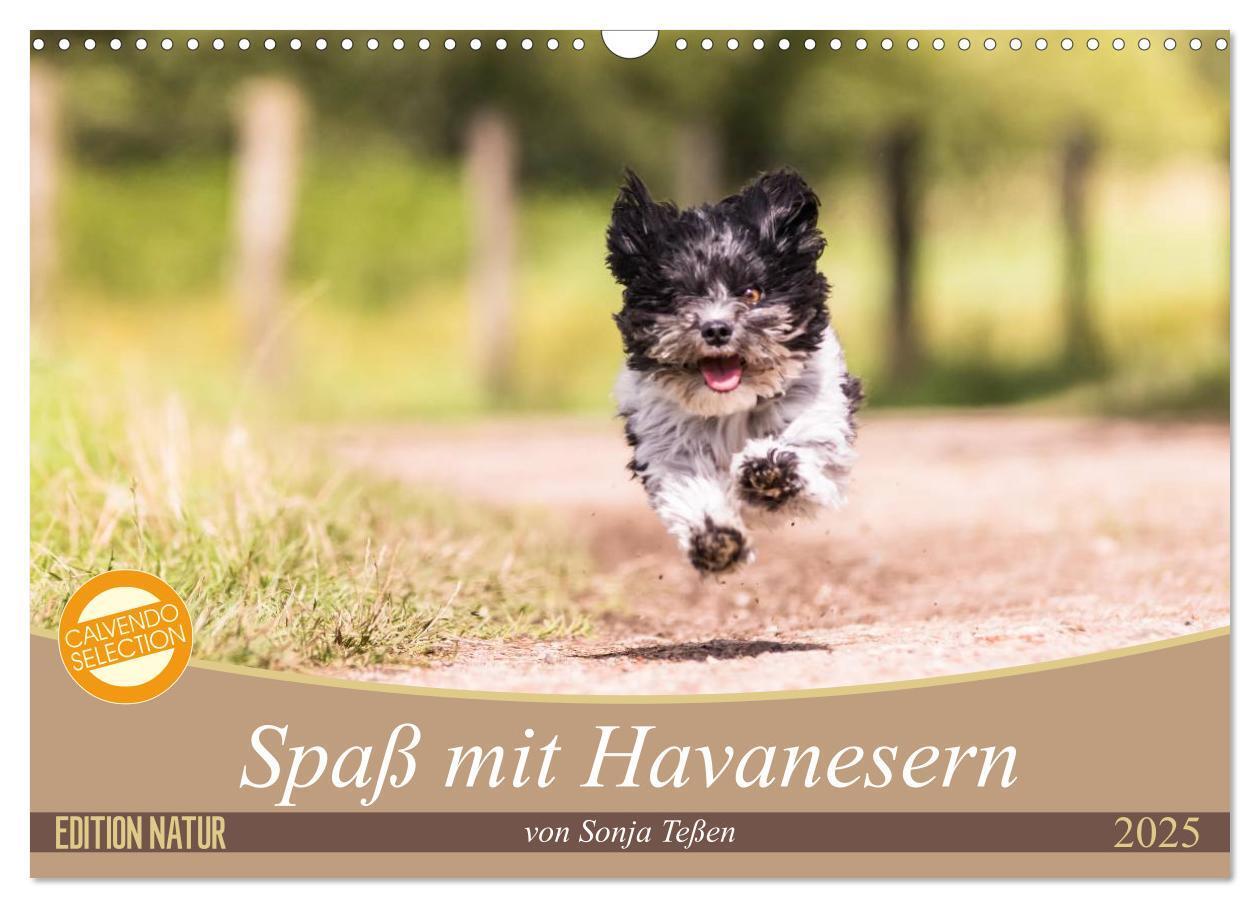 Cover: 9783435584277 | Spaß mit Havanesern (Wandkalender 2025 DIN A3 quer), CALVENDO...