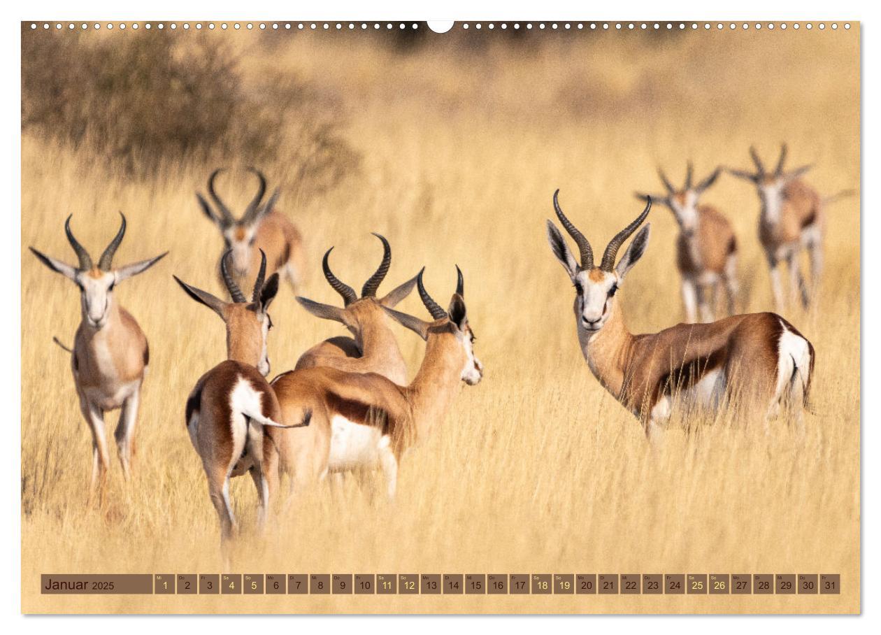 Bild: 9783383862526 | Wildlife Namibia - Etosha und Kalahari (Wandkalender 2025 DIN A2...