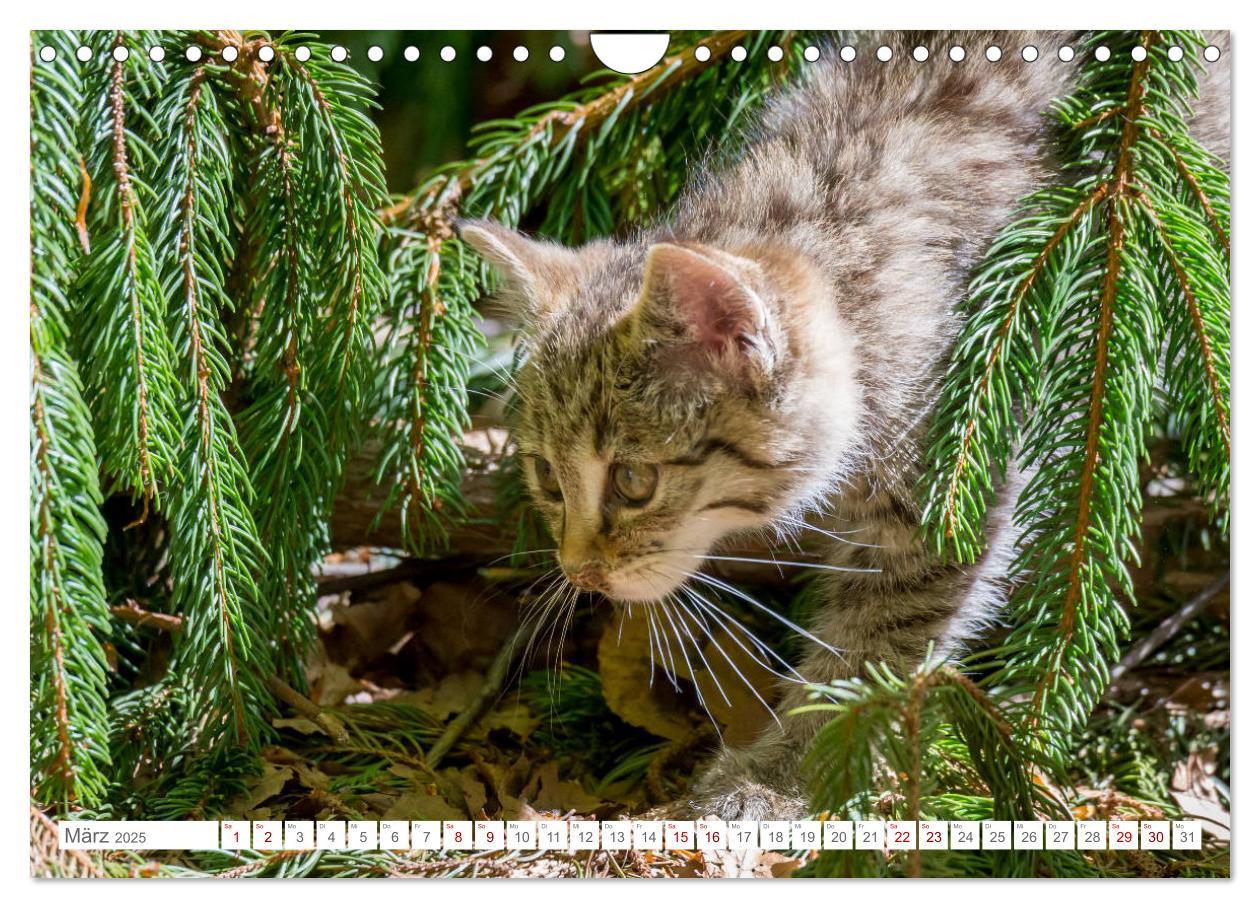 Bild: 9783435219797 | Wildkatzen - die anmutigsten Raubiere in Europa. (Wandkalender 2025...