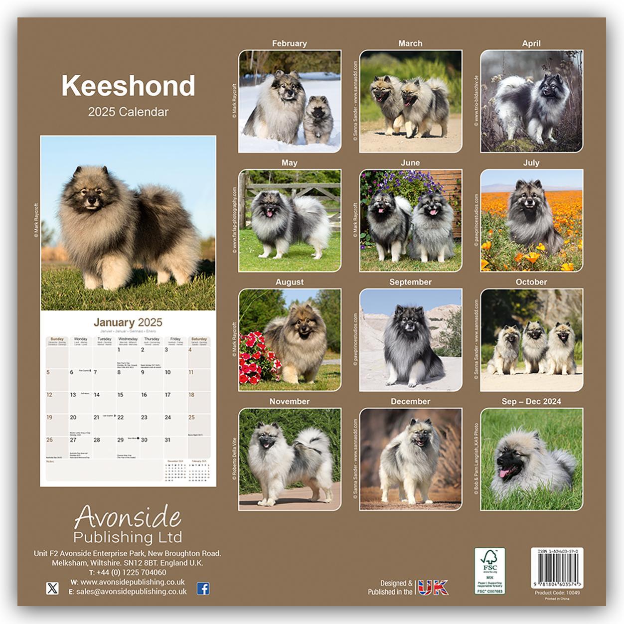 Rückseite: 9781804603574 | Keeshond - Wolfsspitz 2025 - 16-Monatskalender | Ltd | Kalender | 2025