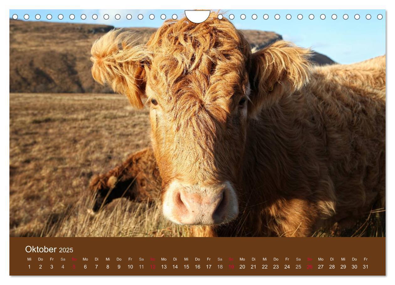 Bild: 9783435643080 | Schottische Hochlandrinder - Highland Cattle (Wandkalender 2025 DIN...