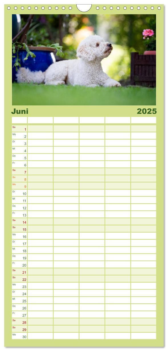 Bild: 9783457125427 | Familienplaner 2025 - Pudel mit 5 Spalten (Wandkalender, 21 x 45...