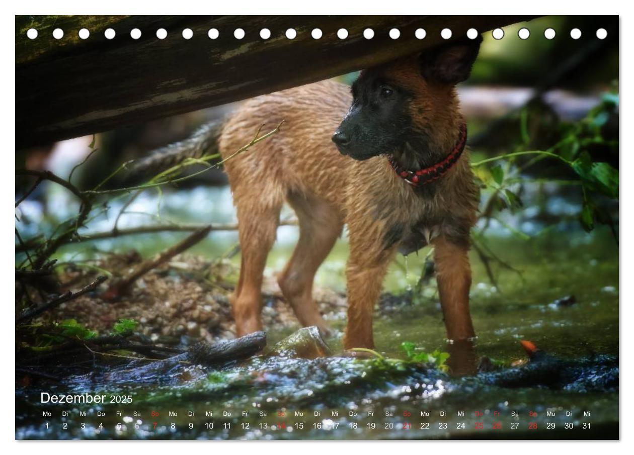 Bild: 9783435519262 | Malinois lieben Wasser (Tischkalender 2025 DIN A5 quer), CALVENDO...