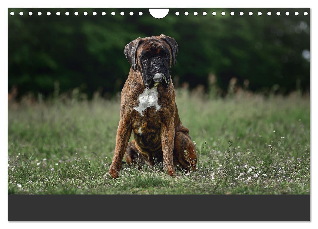 Bild: 9783383843303 | Fantastische Boxer - Sieger der Herzen (Wandkalender 2025 DIN A4...