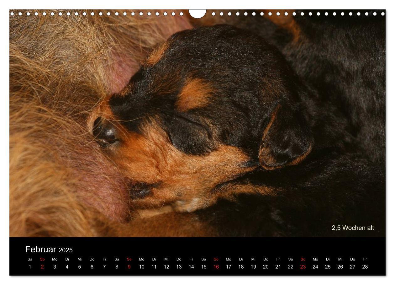 Bild: 9783435747290 | Airedale Terrier Welpen (Wandkalender 2025 DIN A3 quer), CALVENDO...