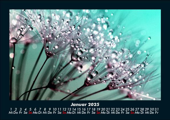 Bild: 9783755986577 | Blumenkalender 2025 Fotokalender DIN A5 | Tobias Becker | Kalender