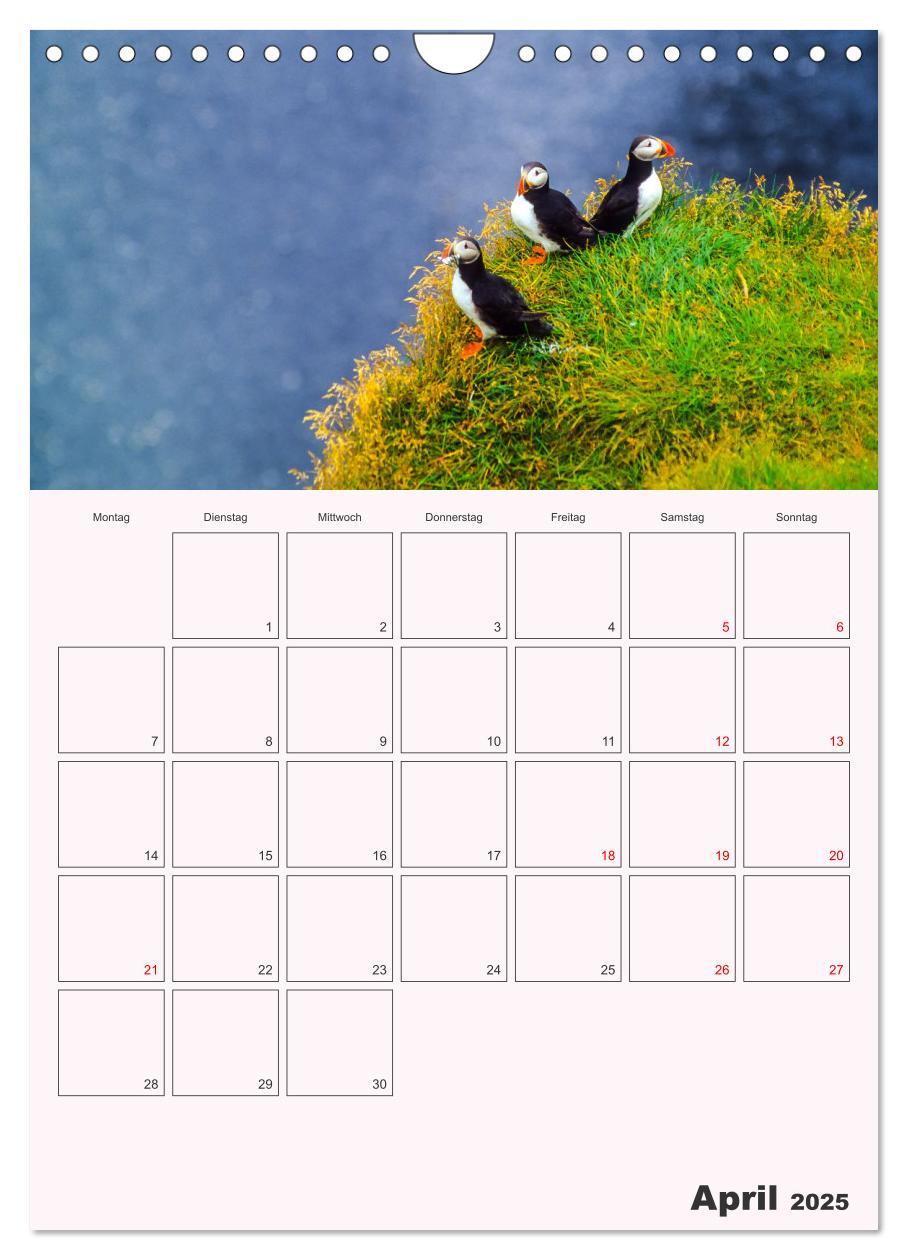 Bild: 9783435927678 | Papageitaucher Monatsplaner (Wandkalender 2025 DIN A4 hoch),...