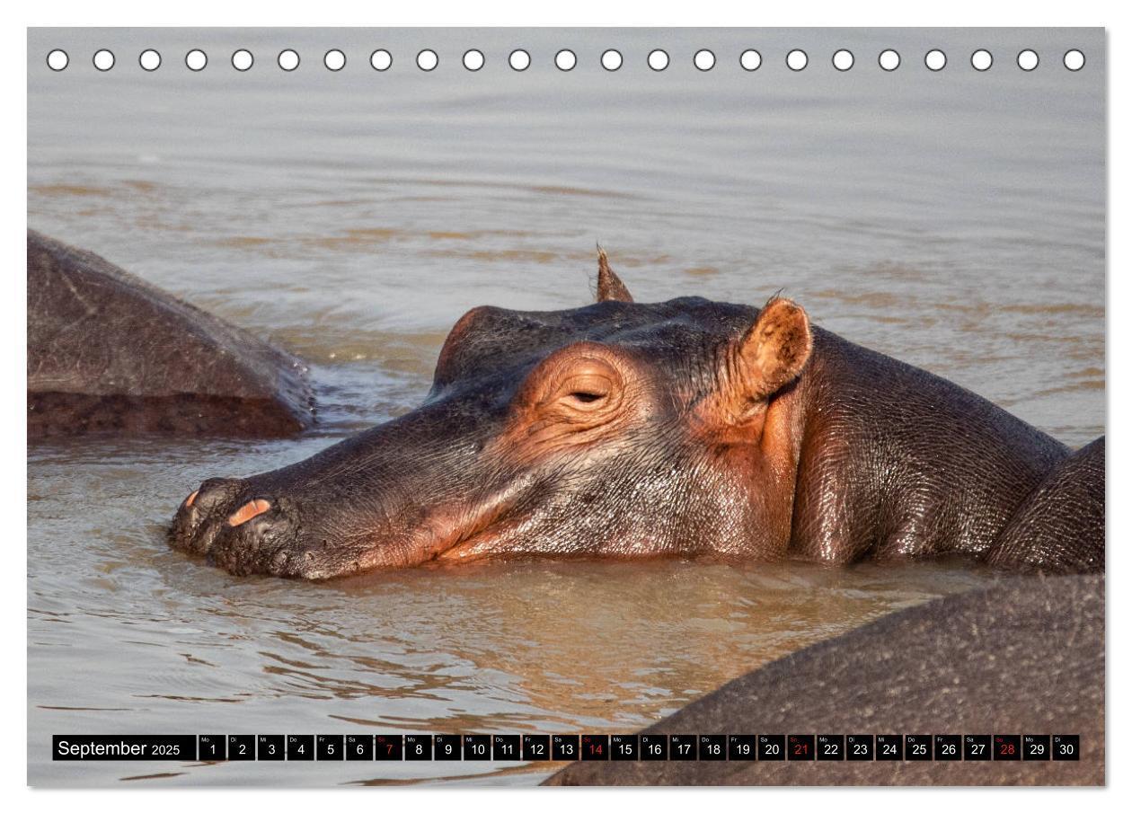 Bild: 9783435298242 | Hippos im südlichen Afrika (Tischkalender 2025 DIN A5 quer),...