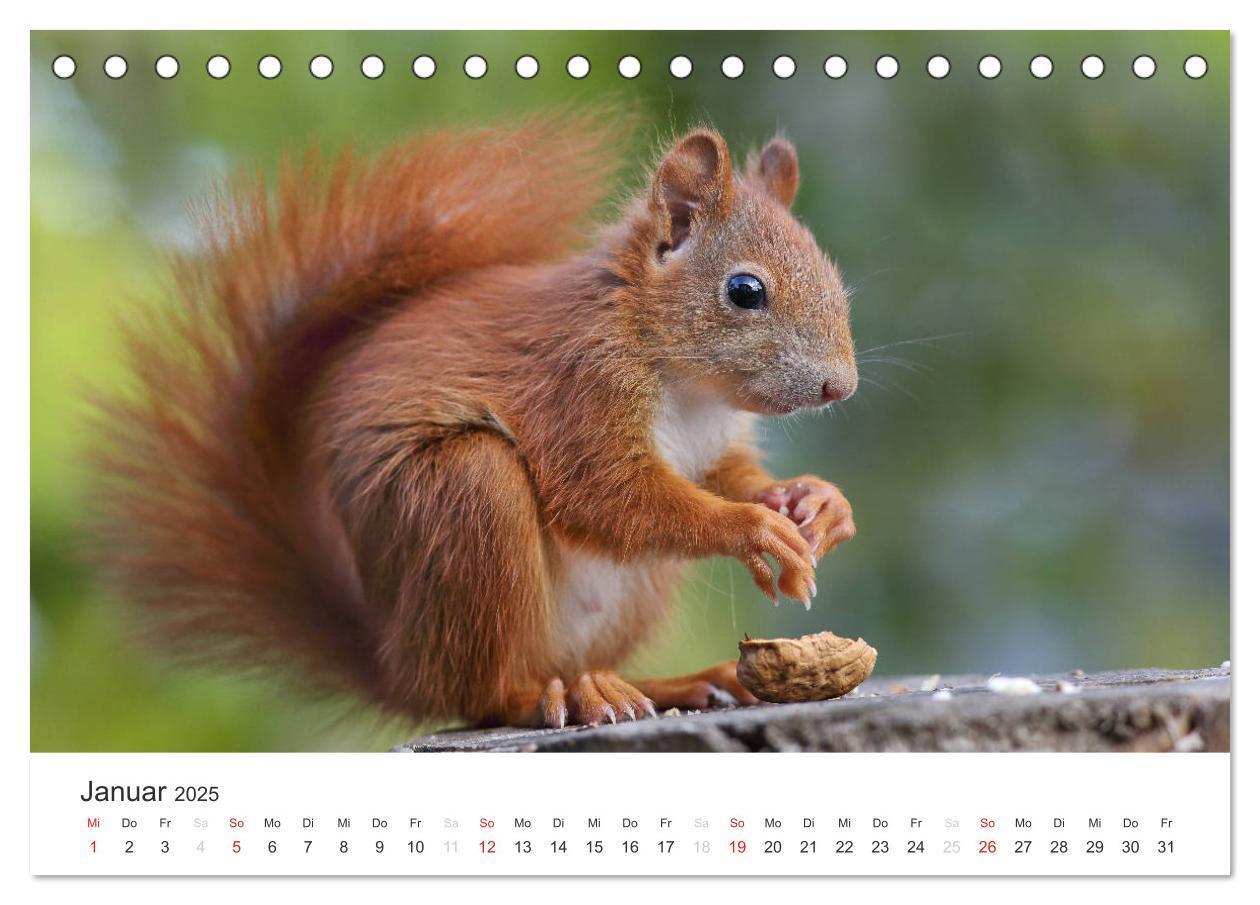 Bild: 9783435545780 | Eichhörnchen Kinder (Tischkalender 2025 DIN A5 quer), CALVENDO...