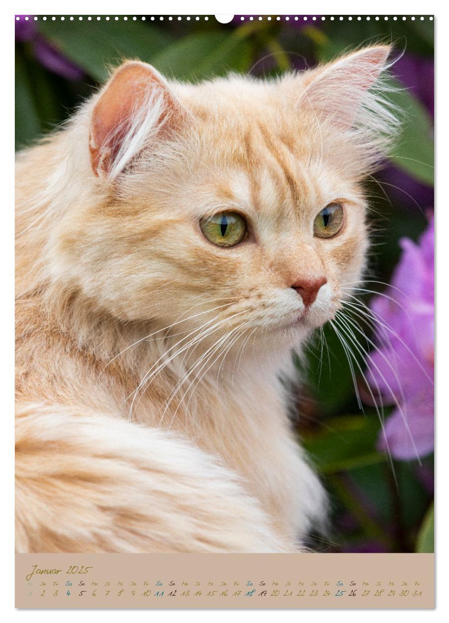 Bild: 9783435891245 | Plüschige Katzen im Garten (Wandkalender 2025 DIN A2 hoch),...