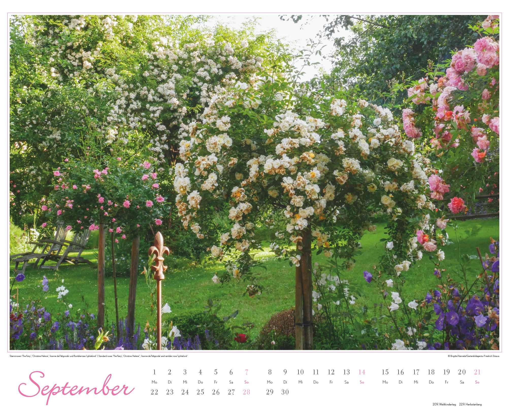 Bild: 4250809653457 | Im Rosengarten 2025 - DUMONT Garten-Kalender - Querformat 52 x 42,5...