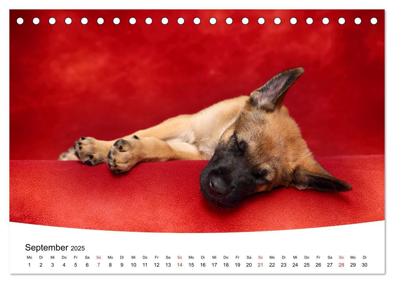 Bild: 9783435159857 | Süße Träume 2025 - schlafende Hundewelpen (Tischkalender 2025 DIN...