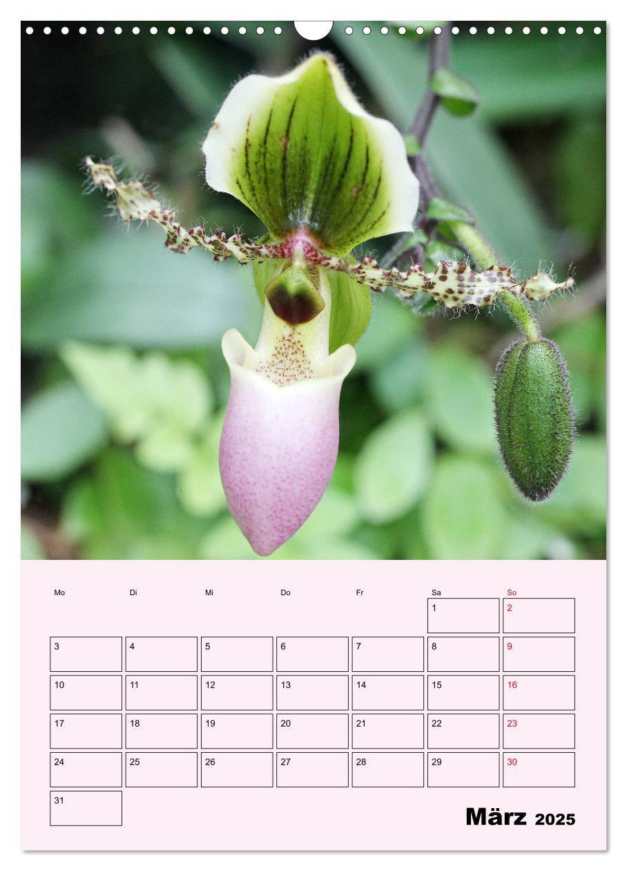 Bild: 9783435970902 | Orchideenliebe (Wandkalender 2025 DIN A3 hoch), CALVENDO...