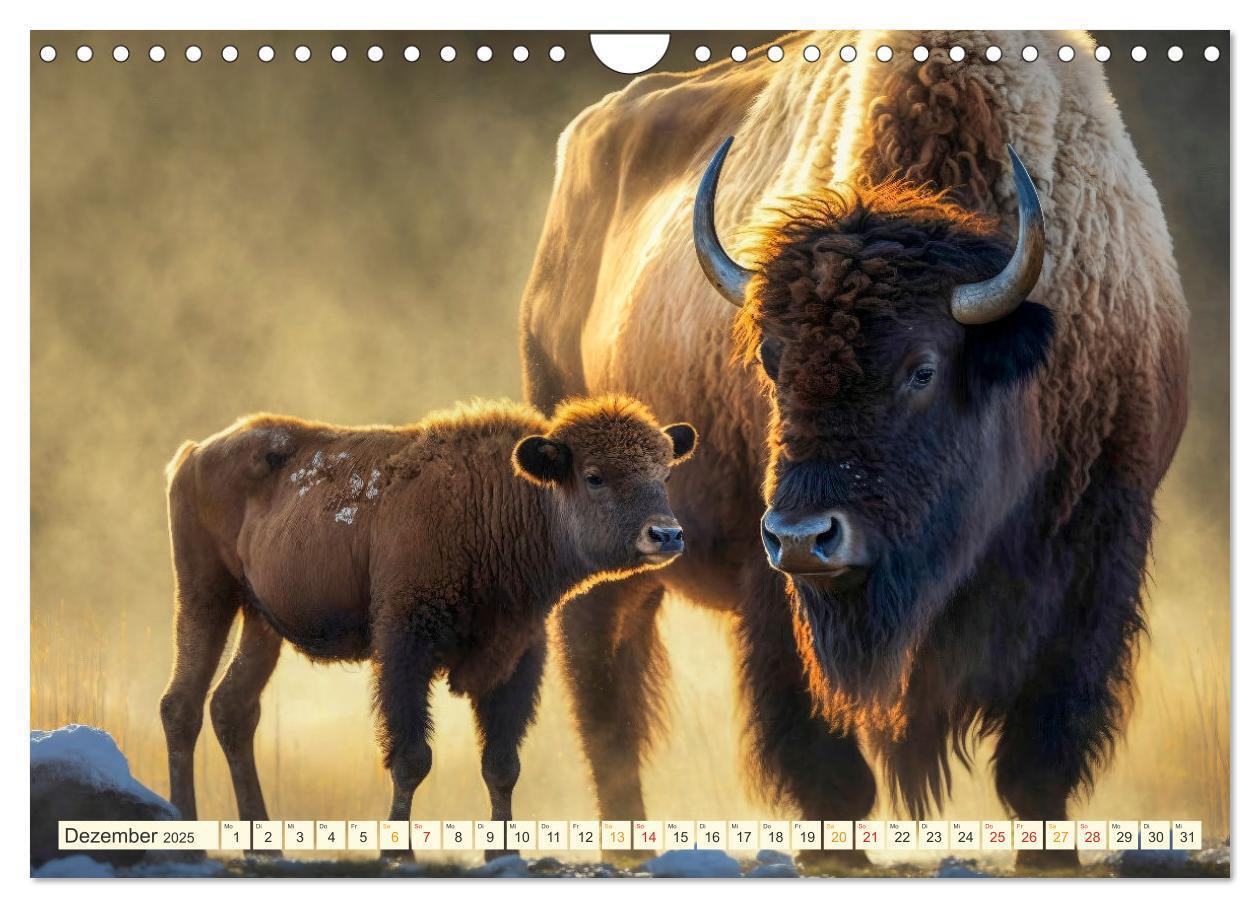 Bild: 9783383912092 | Amerikanischer Bison (Wandkalender 2025 DIN A4 quer), CALVENDO...