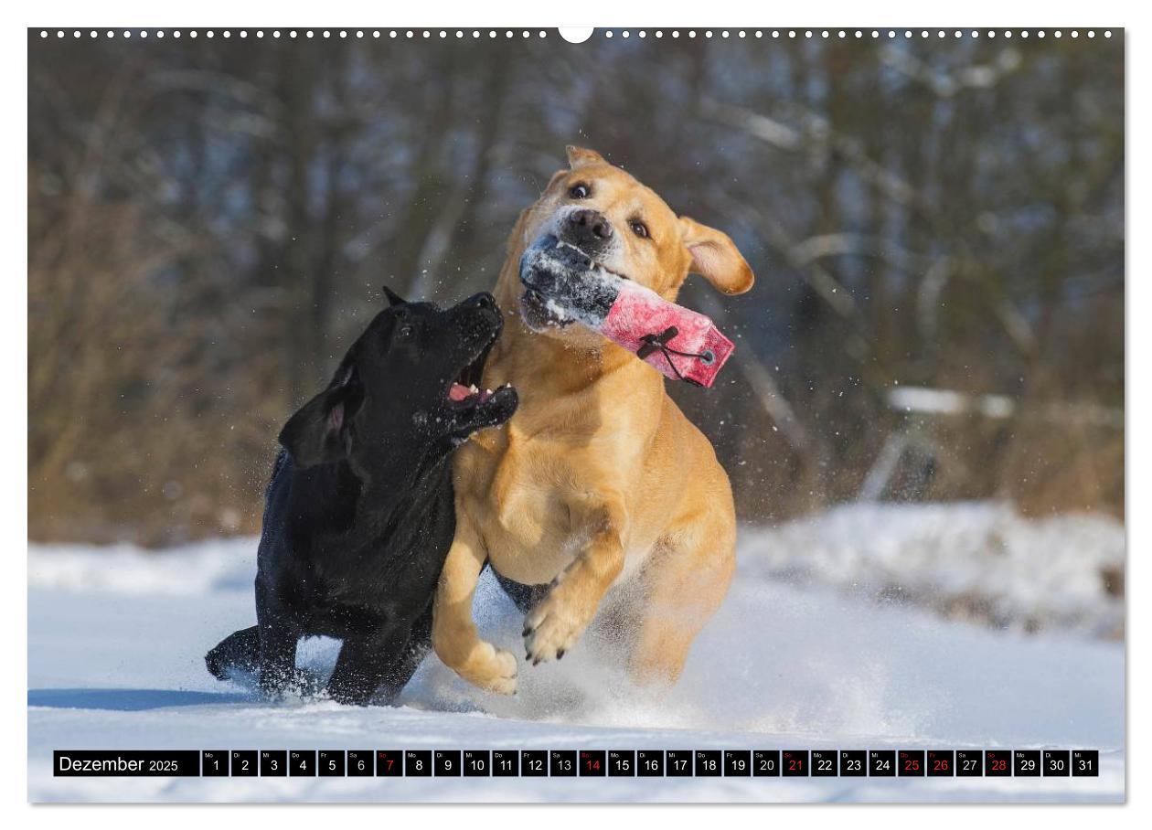 Bild: 9783435640805 | Labrador Retriever - ein Herz auf 4 Pfoten (Wandkalender 2025 DIN...