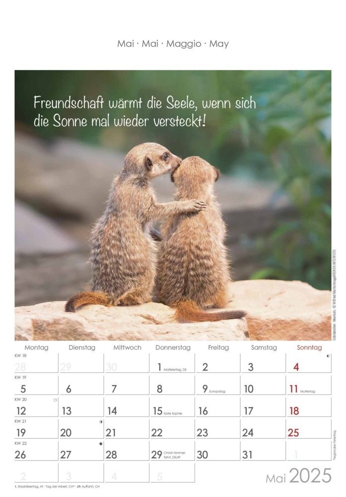 Bild: 4251732341039 | Alpha Edition - Kleine Freunde 2025 Bildkalender, 23,7x34cm,...