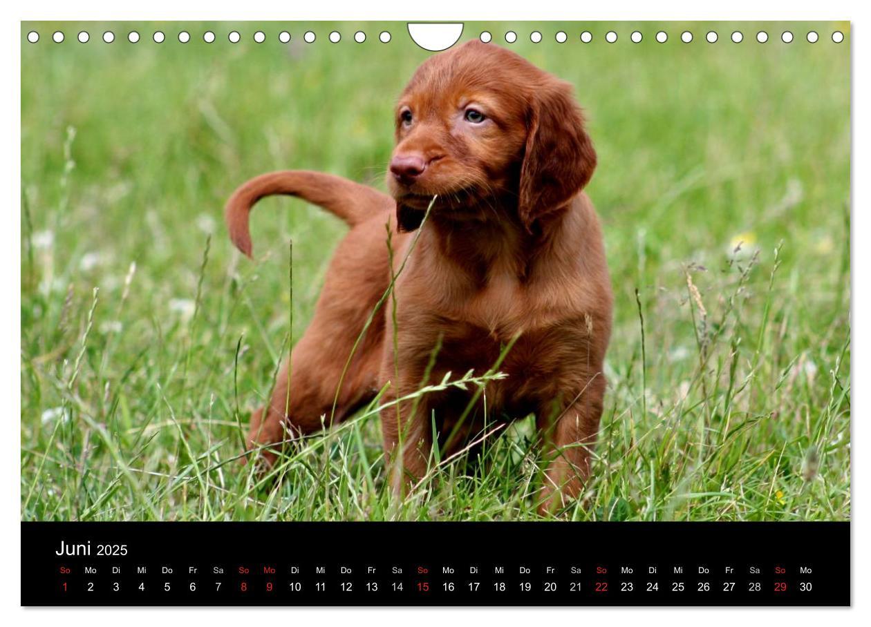 Bild: 9783435767625 | Magyar Vizsla Welpen (Wandkalender 2025 DIN A4 quer), CALVENDO...