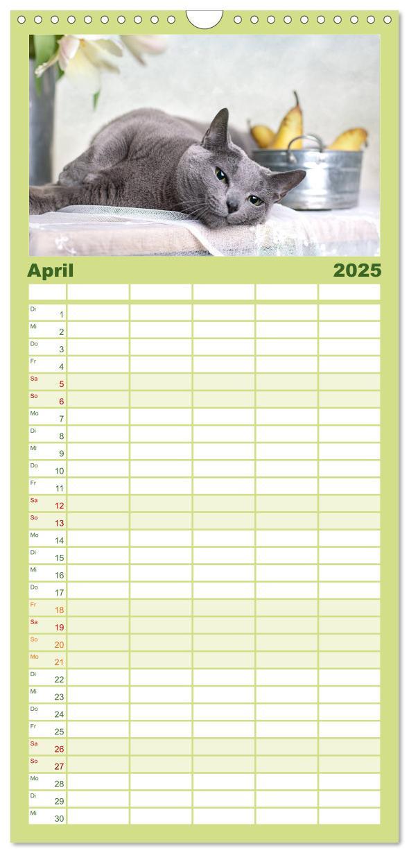 Bild: 9783457111178 | Familienplaner 2025 - Katzen mit 5 Spalten (Wandkalender, 21 x 45...