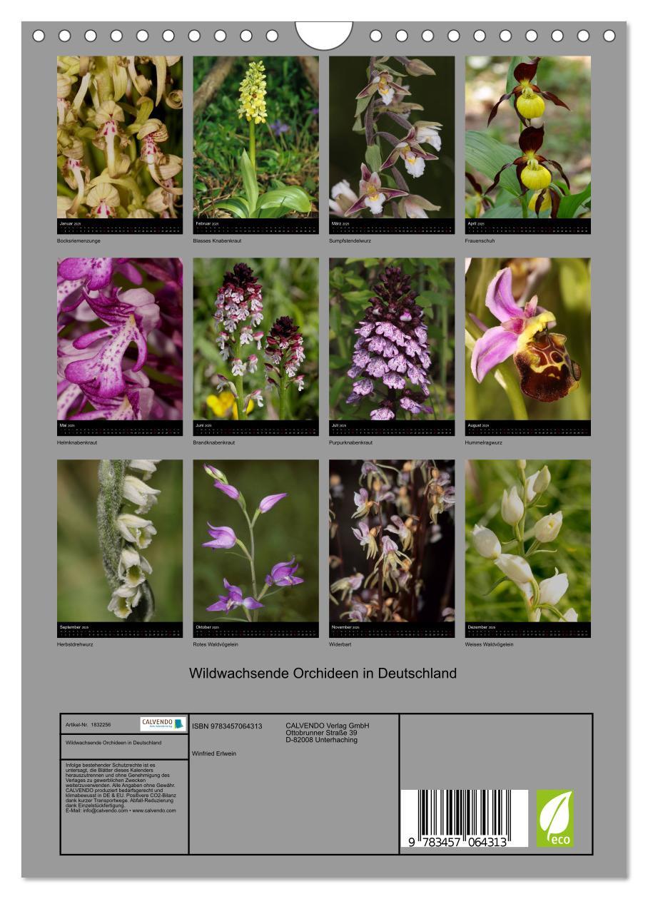 Bild: 9783457064313 | Wildwachsende Orchideen in Deutschland (Wandkalender 2025 DIN A4...