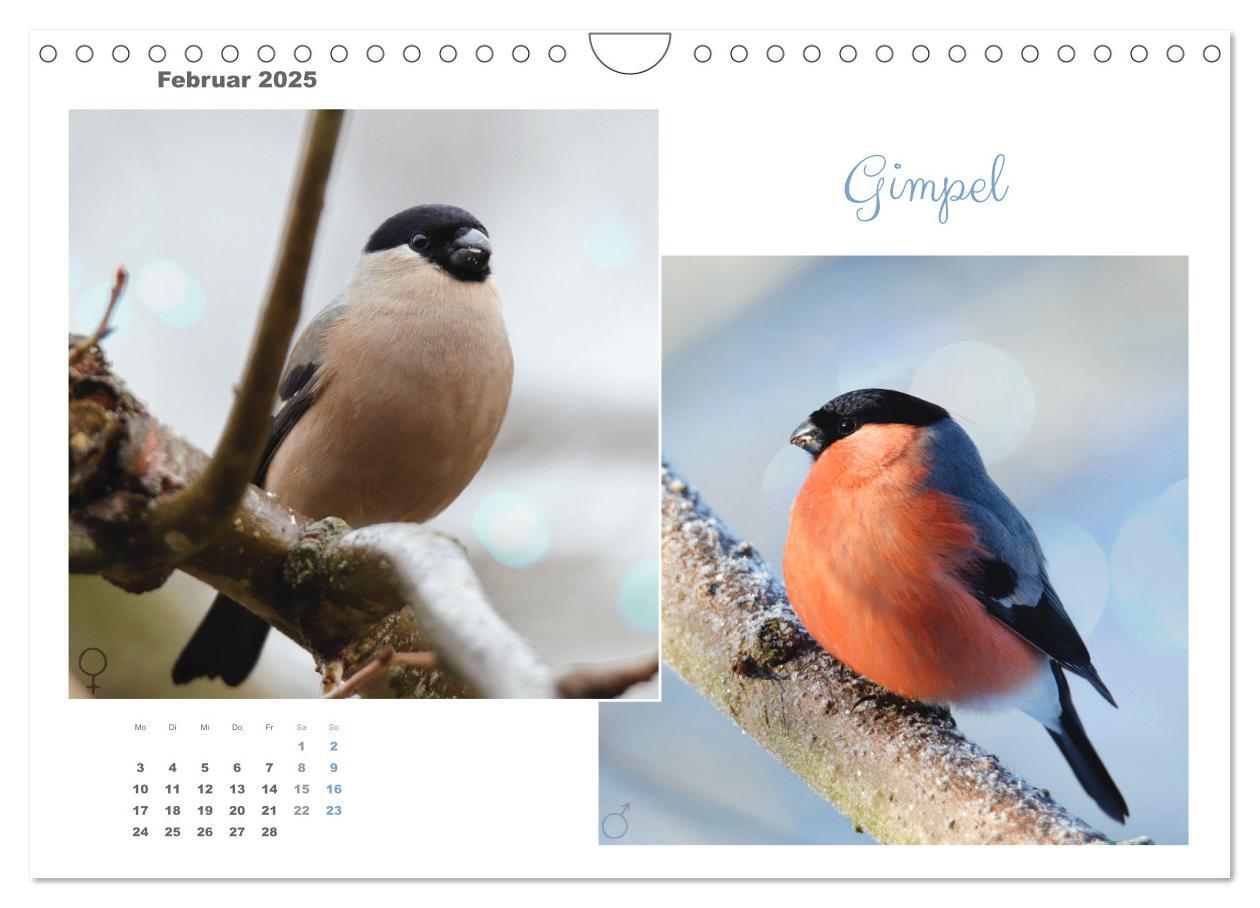 Bild: 9783435060269 | Vogel-Pärchen (Wandkalender 2025 DIN A4 quer), CALVENDO Monatskalender