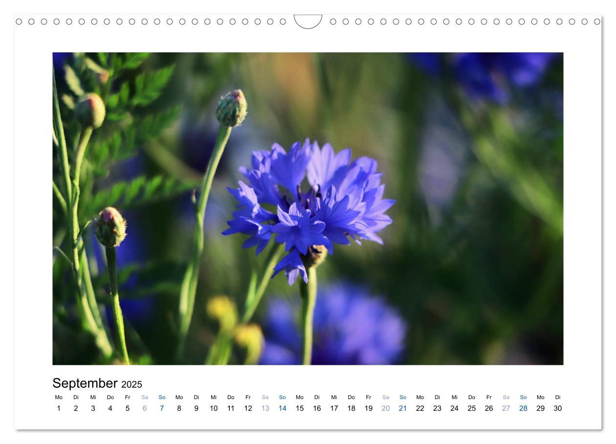 Bild: 9783435398225 | Kornblumen - Blaue Schönheiten (Wandkalender 2025 DIN A3 quer),...