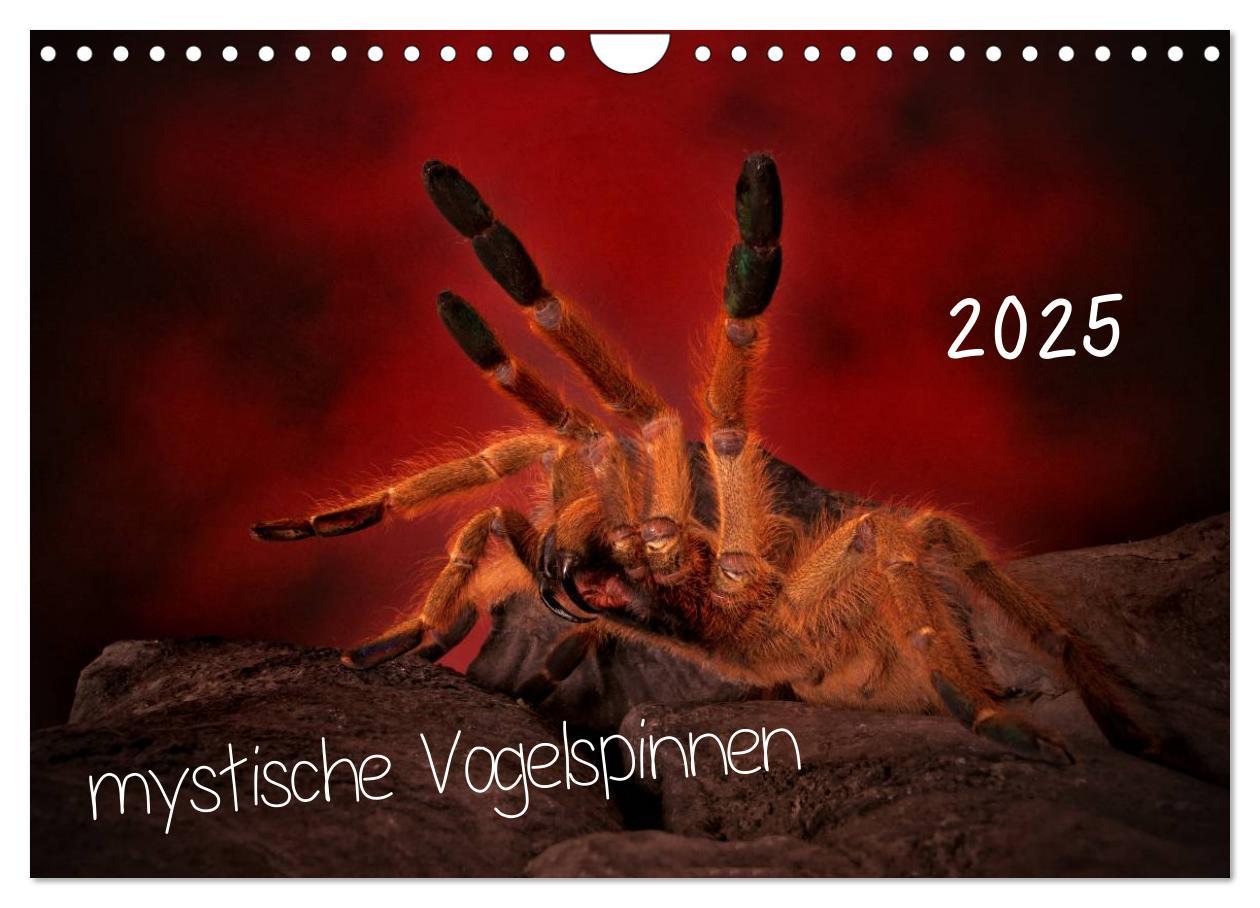 Cover: 9783435526994 | Mystische Vogelspinnen (Wandkalender 2025 DIN A4 quer), CALVENDO...