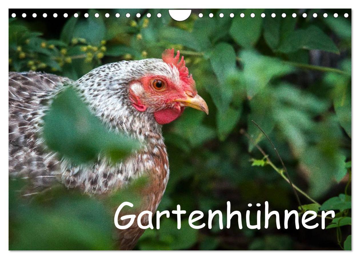 Cover: 9783435564101 | Gartenhühner (Wandkalender 2025 DIN A4 quer), CALVENDO Monatskalender