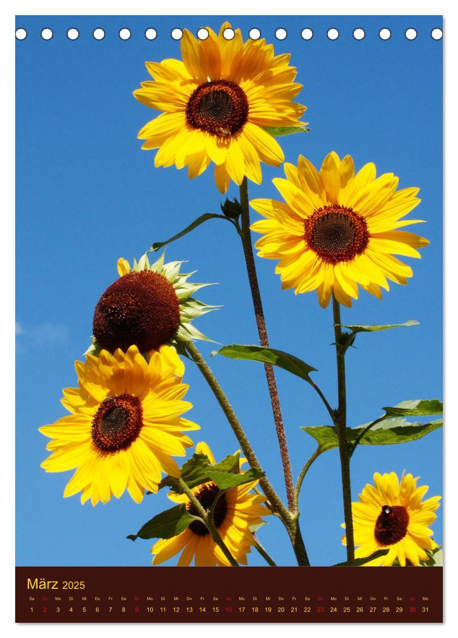 Bild: 9783435950812 | Sonnenblumen - Strahlende Blüten (Tischkalender 2025 DIN A5 hoch),...