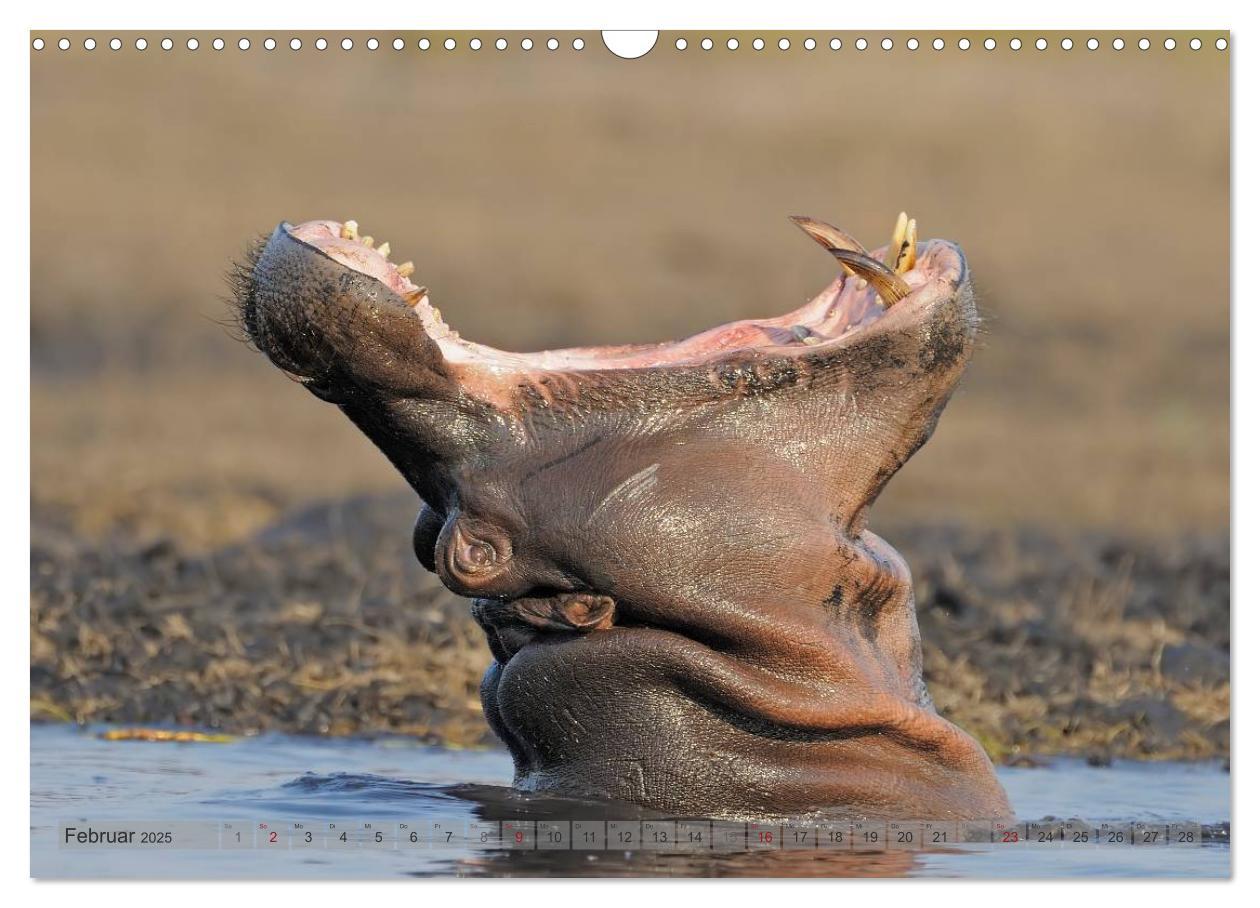 Bild: 9783435764785 | Flusspferde Magie des Augenblicks - Hippos in Afrika (Wandkalender...