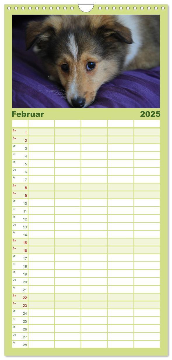 Bild: 9783457118955 | Familienplaner 2025 - Shelties 2025 mit 5 Spalten (Wandkalender, 21...