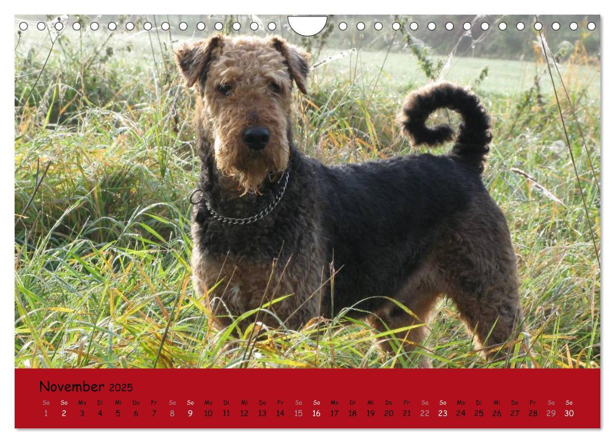 Bild: 9783435666003 | Airedale Terrier (Wandkalender 2025 DIN A4 quer), CALVENDO...