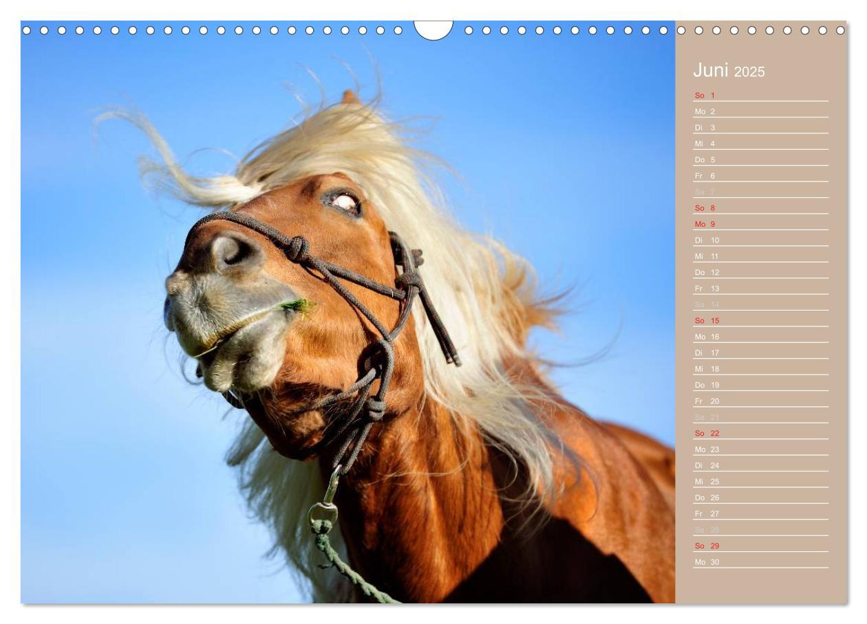 Bild: 9783435742905 | Haflinger / Geburtstagskalender (Wandkalender 2025 DIN A3 quer),...