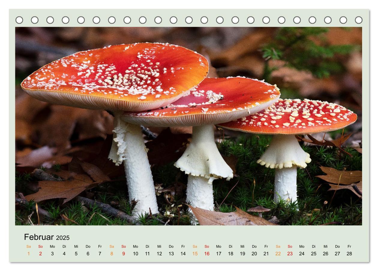 Bild: 9783383921834 | Im Fliegenpilz Rausch (Tischkalender 2025 DIN A5 quer), CALVENDO...