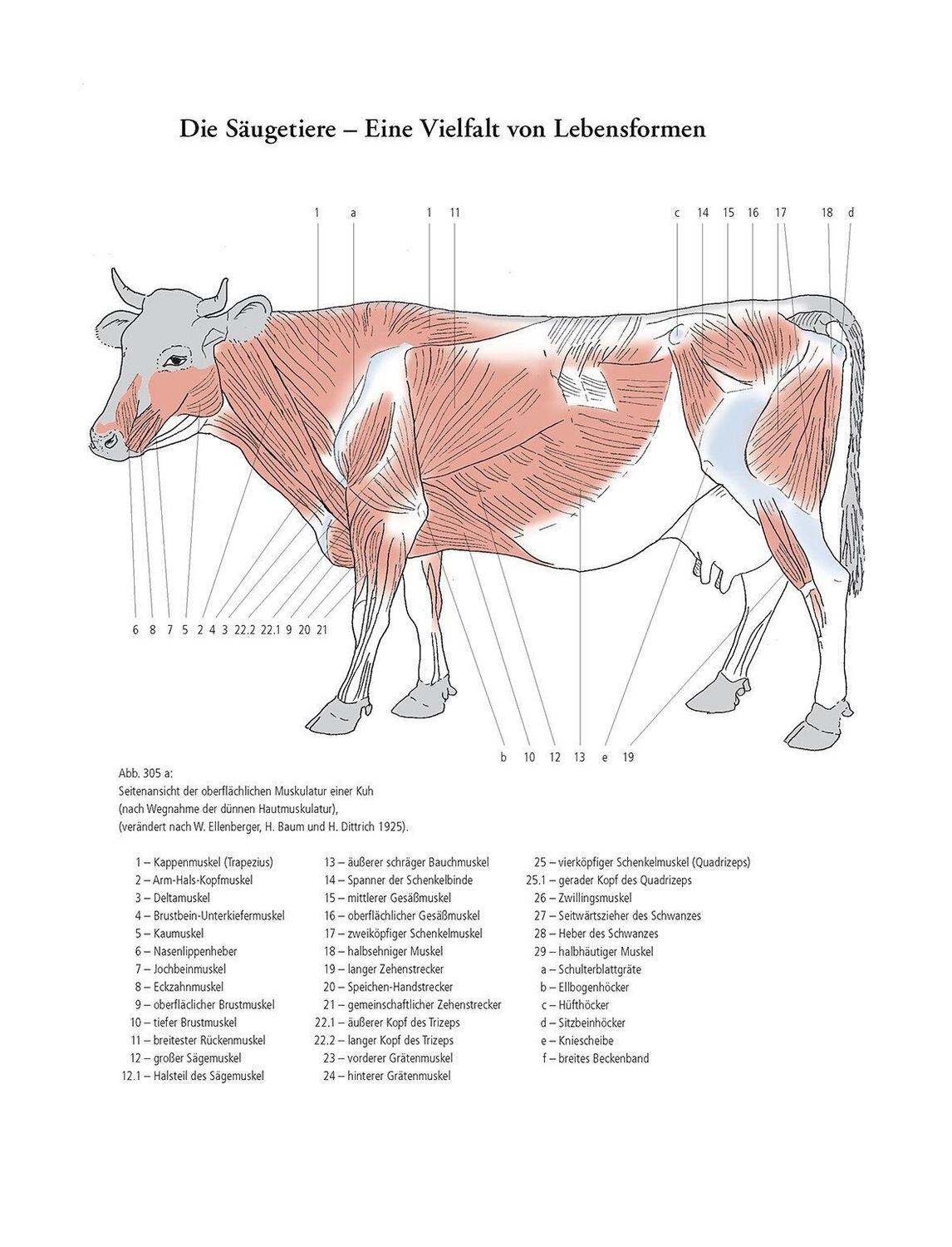 Bild: 9783968490526 | Gestalt und Anatomie | Ein Leitfaden für den bildnerischen Weg | Buch