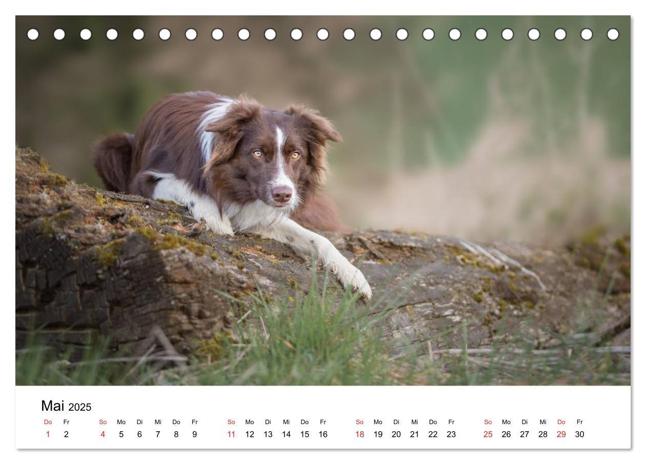 Bild: 9783435190539 | Border Collie - Bunt und clever! (Tischkalender 2025 DIN A5 quer),...