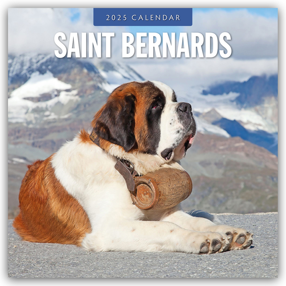 Cover: 9781804425039 | Saint Bernards - Bernhardiner 2025 - 16-Monatskalender | Ltd | 14 S.