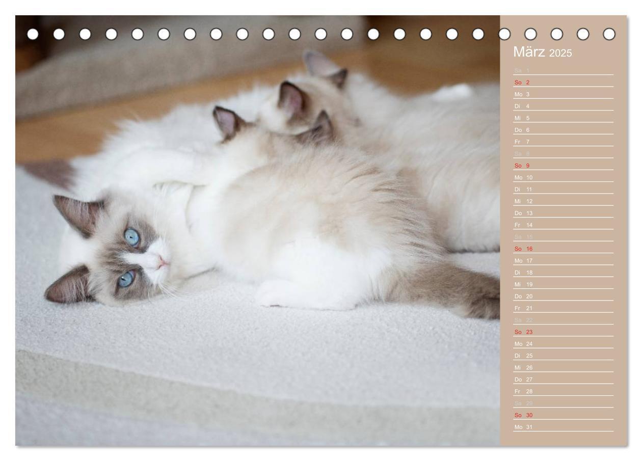 Bild: 9783435723751 | Zauberhafte Ragdolls / Geburtstagskalender (Tischkalender 2025 DIN...