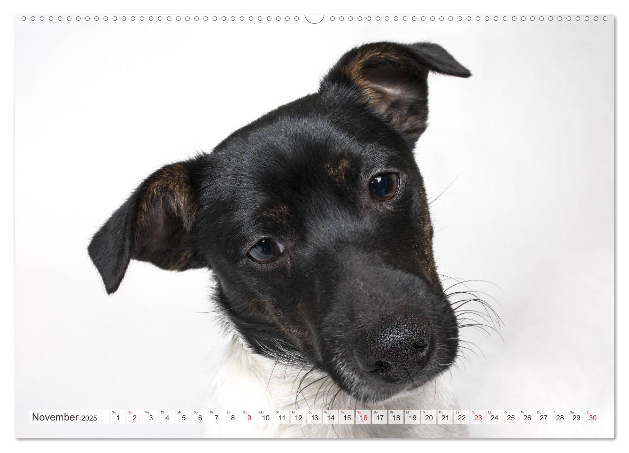 Bild: 9783435254255 | Kleine Hunde - Große Blicke (Wandkalender 2025 DIN A2 quer),...