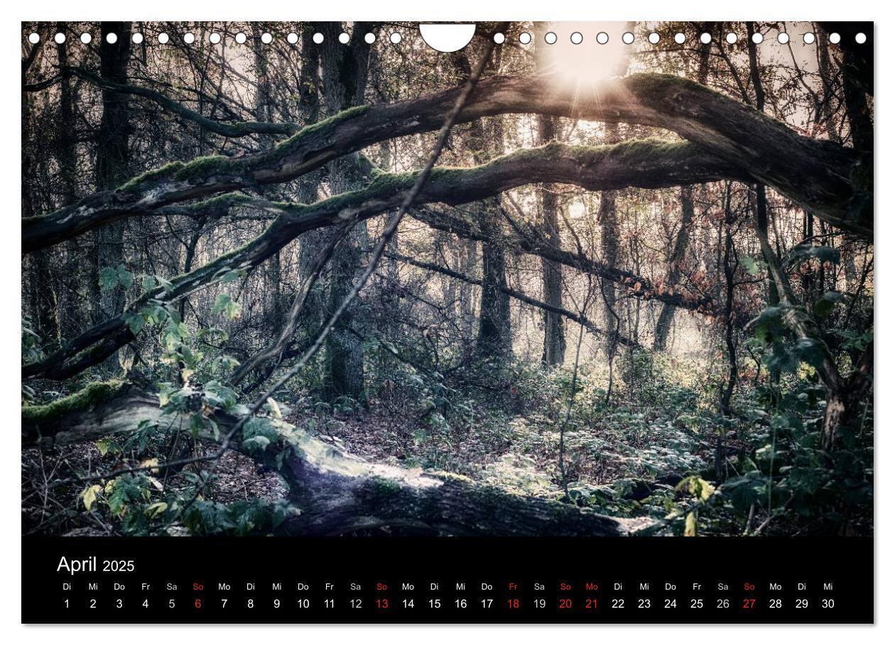 Bild: 9783435501502 | Mystische Wälder (Wandkalender 2025 DIN A4 quer), CALVENDO...