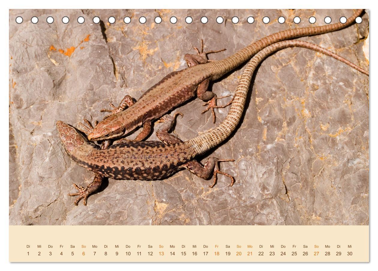 Bild: 9783435098514 | Eidechsen Europas (Tischkalender 2025 DIN A5 quer), CALVENDO...