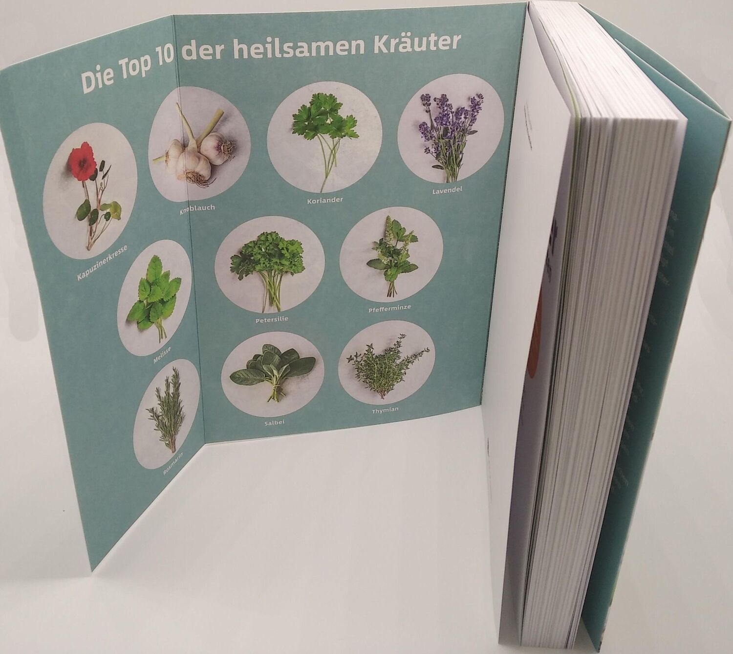 Bild: 9783442179695 | 10 Kräuter gegen 100 Krankheiten | Franziska Rubin | Taschenbuch