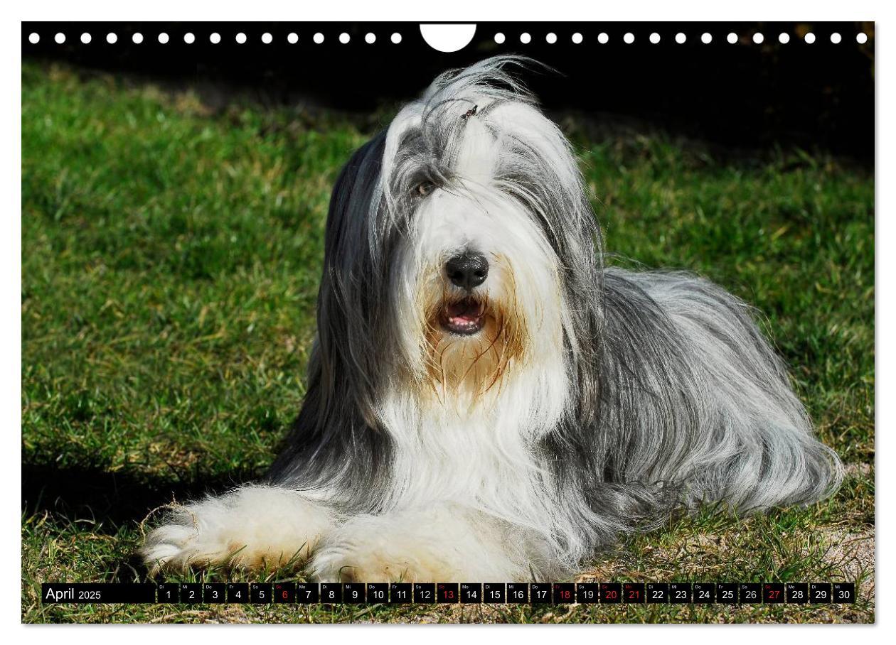 Bild: 9783435573851 | Liebenswerter Clown Bearded Collie (Wandkalender 2025 DIN A4 quer),...